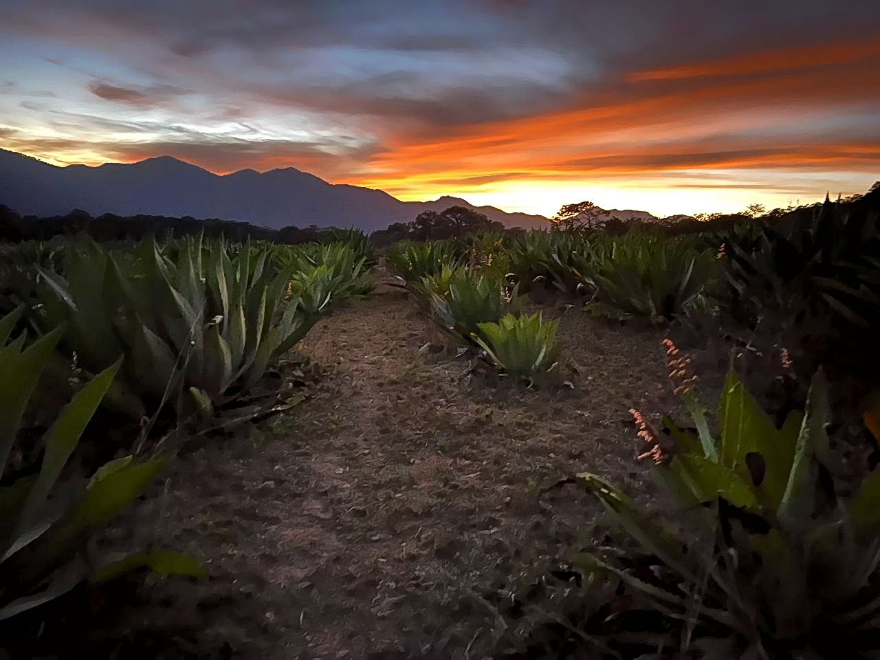 Campo de Agave — Sierra de Mascota, Jalisco